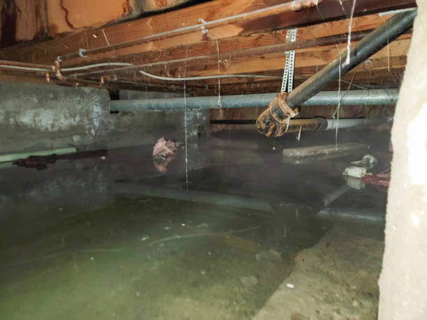 Best Water damage cleanup near me  in Commerce, TX
